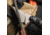 Toor Knives Field 3.0 Fixed Blade Knife, 3.625in, CPM 3V Steel, Drop Point, Ebony, Canyon Drab, Black Tru Hide, Field 3.0 - Canyon Drab