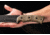 TOPS Knives A-Klub Fixed Blade Knife, 12.38in, 1095 RC 56-58 Steel, Green Canvas Micarta Handle, AKLB-02