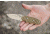 Tops Knives CAT #200 S-Series Fixed Blade Knife, Green Canvas, 3.25in, 200S-04