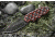 Tops Knives CAT #200 S-Series Fixed Blade Knife, Red/Black, 3.25in, 200S-05