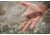 TOPS Knives M-PAT Fixed Blade