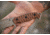 TOPS Knives M-PAT Fixed Blade