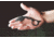 TOPS Knives Quickie Fixed Blade Knife, 1.63in, 1095 RC 56-58 Steel, Karambit QCK-01