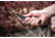 TOPS Knives Street Scalpel 2 Fixed Blade Knife, 3.13in, 1095 Carbon Steel Blade, Black Canvas Micarta Handle, SSS-02