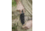 Tops Knives Tom Brown Scout Fixed Blade Knife TPS010