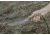 Tops Knives Wild Pig Hunter Knife WPH-04