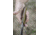 Tops Knives Wild Pig Hunter Knife WPH-04