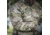 Vertx Recon Base Jacket - Men's, 2XL, MultiCam, F1 VTX8841 MC 2XL REG