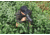 Vortex Crossfire HD 12-36x50 Spotting Scope, Straight, Green, CF-50S