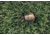 Vortex Crossfire HD 20-60x80 Spotting Scope, Angled, Green, CF-80A