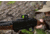 Vortex Viper Shotgun Enclosed 1x Micro Reflex Red Dot Sight