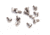 Wilson Combat 1911 Slot Head Grip Screw, Package of 12, Stainless, 973S
