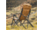 Woods Siesta Folding Reclining Padded Camping Chair, Dijon, CTI0765868