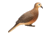 Zink Full Body Dove Decoys, 4 Pk, 1410678