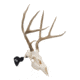 Allen EZ Mount Skull Stand Deer Size, 7203
