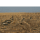 Avery Outdoors KillerWeed Layout Blind Kit,All Terrain 47303