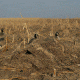 Avery Outdoors KillerWeed Layout Blind Kit,All Terrain 47303