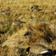Avery Outdoors KillerWeed Layout Blind Kit,Golden Harvest 47305