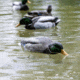 Avian X Tip Up Mallard Feeder