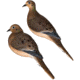 Avian X AXP Full Body Dove Decoys, 6 Pack, AVX-DOVE-6PK