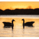 Avian X Top Flight Goose Decoy, Honker Floater 4 pk., AVX-AVX9040, AVX-AVX9040