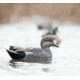 Avian X Topflight Gadwall Decoy, AVX-AVX8085