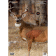 Birchwood Casey Dirty Bird PreGame Animal Targets Deer 16.5x24 Inch 3 Per Package, BC-35401