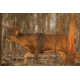 Birchwood Casey Eze-Scorer Whitetail Deer Target Folded 23x35 Inch 2 Per Package, BC-37481