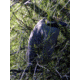 Celestron Regal M2 65ED Spotting Scope 52304