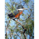 Celestron Regal M2 65ED Spotting Scope 52304