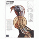Champion Target Champion Practice Target 12 Pack 45780