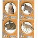 Champion Target Champion Practice Targets 10 Pack 45781