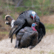 Dave Smith Decoys 3/4 Strut Jake Decoy