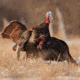 Dave Smith Decoys 3/4 Strut Jake Decoy