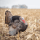 Dave Smith Decoys Jake Strutter Decoy