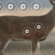 EZ-Aim Paper Four Color Whitetail Target, 25X35, 15286