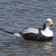 Greenhead Gear Commercial Grade Long-Tailed Ducks Foam Filled,1/2 Dozen 74027