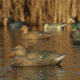 Greenhead Gear Over-Size Duck Decoy,Shovelers,1/2 Dozen 73010