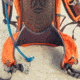 Gregory Citro 30 H2O Daypack - Mens, Spark Orange, 126895-0626