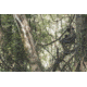 Hawk Treestands Rival Micro Hang-On, Black, HWK-ULHO