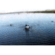 Mojo Butt Up Rippler Motion Decoy HW2459
