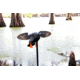 Mojo Gadwall Decoy, Elite Series, HW2473