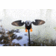 Mojo Gadwall Decoy, Elite Series, HW2473