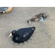 Mojo MOJO Coot Confidence Decoys