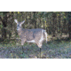 Montana Decoy Co. Trixie Whitetail Doe Decoy, Brown, 53