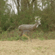 Primos Hunting SCAR Deer Decoy, Box, 62601