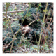 Red Rock Outdoor Gear 5 Piece Ghillie Suit, Woodland, Medium-Large 70915M/L