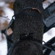 Rivers Edge Treestands Lockdown 2-Man Treestand, Black, 811603010194