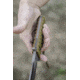 Tops Knives Wild Pig Hunter Knife WPH-04