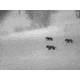 Vortex Veil 400 2.3x25mm Thermal Monocular, 400x300 pixels, 50Hz, Black/Grey, TML-VEIL425